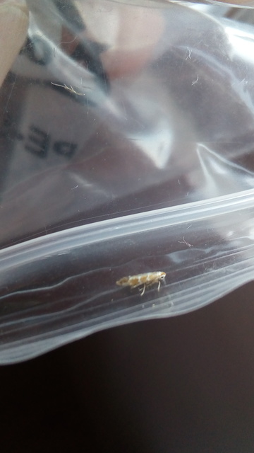 Cameraria ohridella - vadgesztenye-sátorosmoly