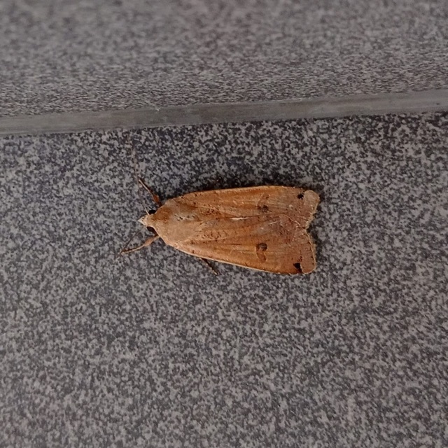 Noctua pronuba - nagy sárgafűbagoly