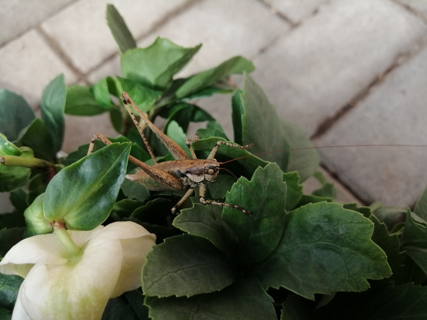 Rhacocleis annulata