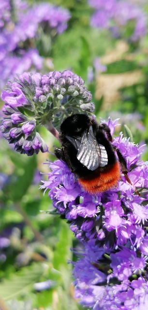 Bombus lapidarius - kövi poszméh