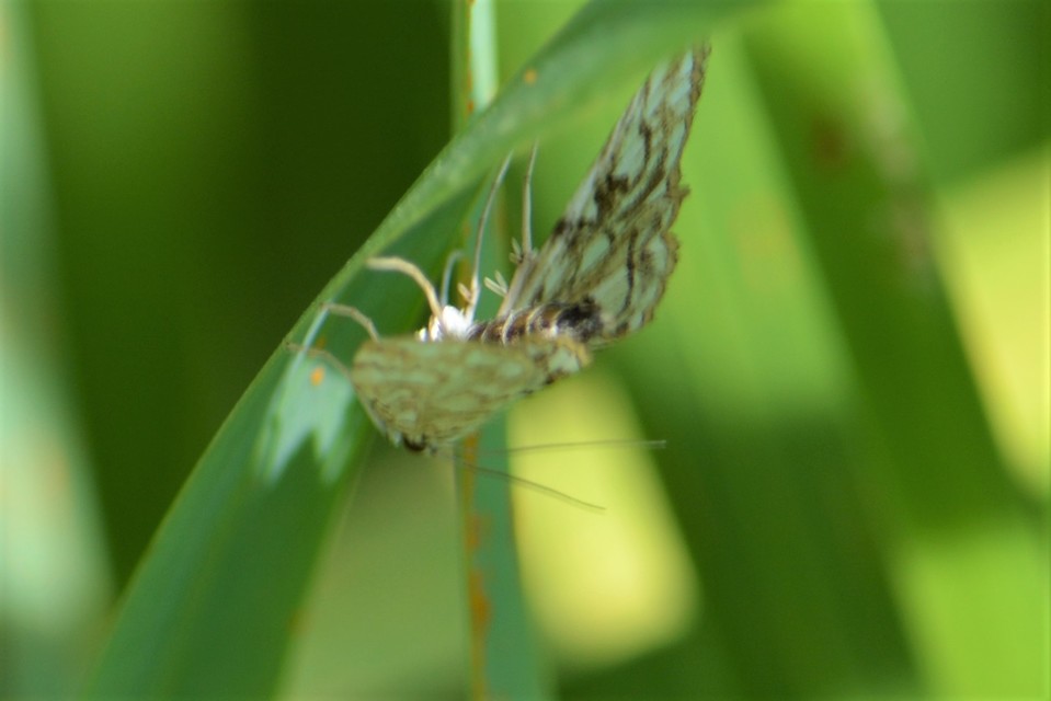 Elophila nymphaeata - tarka vízimoly