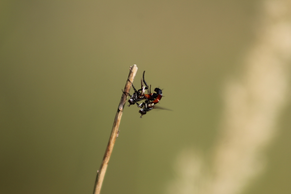 Cylindromyia