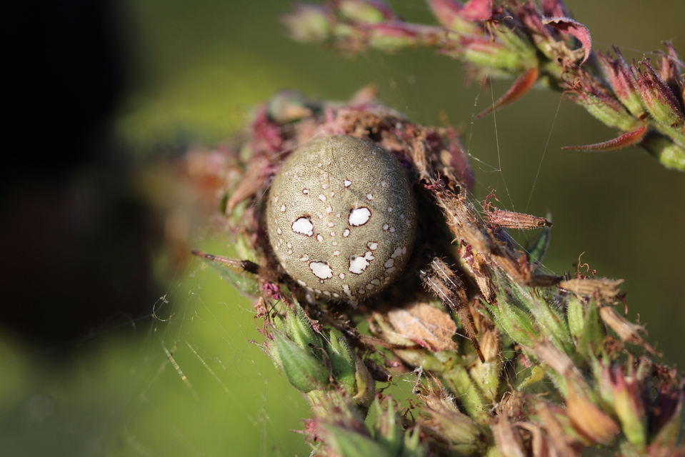 Araneus quadratus - négyes keresztespók