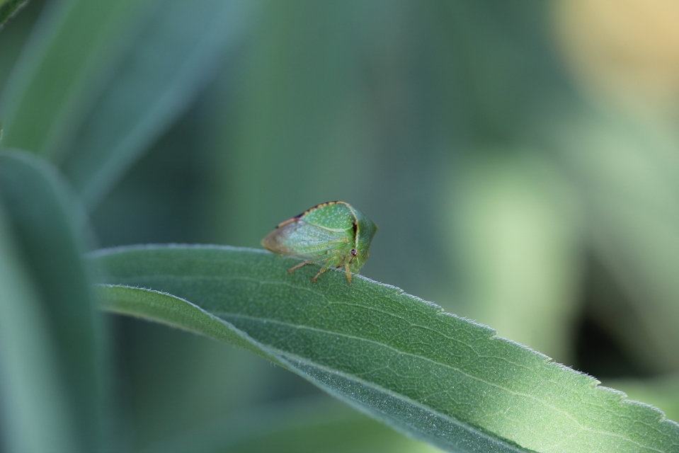 Stictocephala bisonia - bivalykabóca