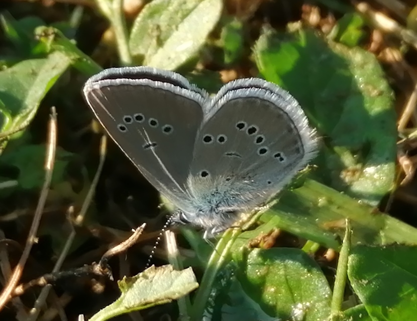Cyaniris semiargus - aprószemes boglárka