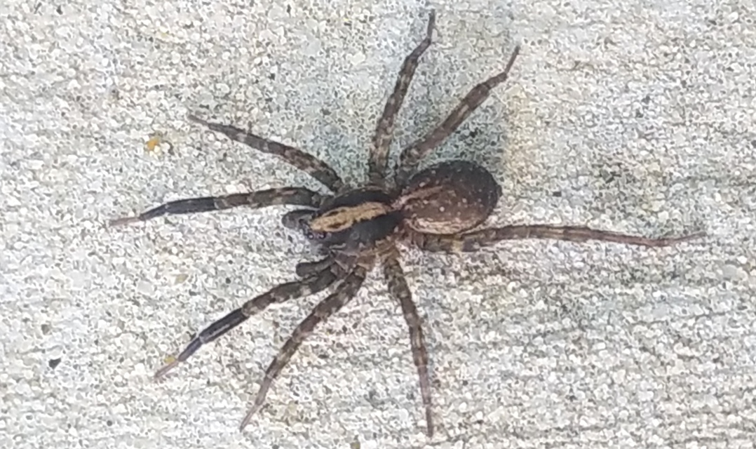 Trochosa