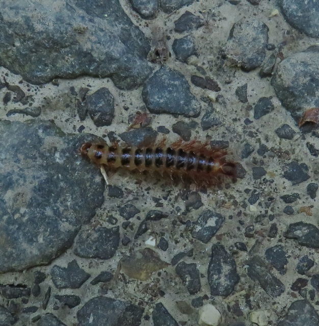 Drilus concolor - fekete csigabogár