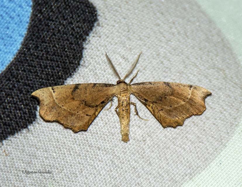 Artiora evonymaria - kecskerágó-araszoló