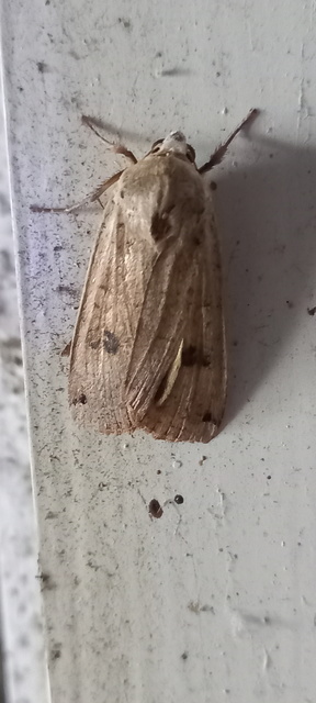 Noctua pronuba - nagy sárgafűbagoly