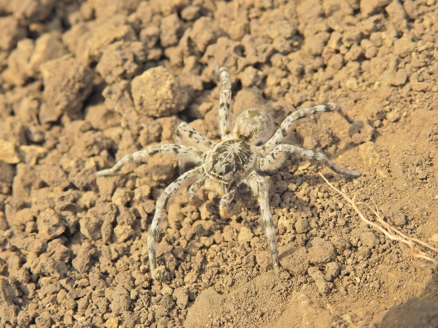Lycosa singoriensis - szongáriai cselőpók