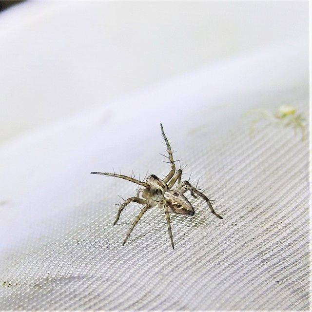 Oxyopes heterophthalmus - homoki hiúzpók