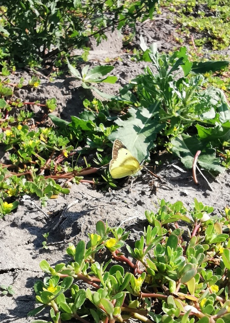 Colias erate - csángó-kéneslepke