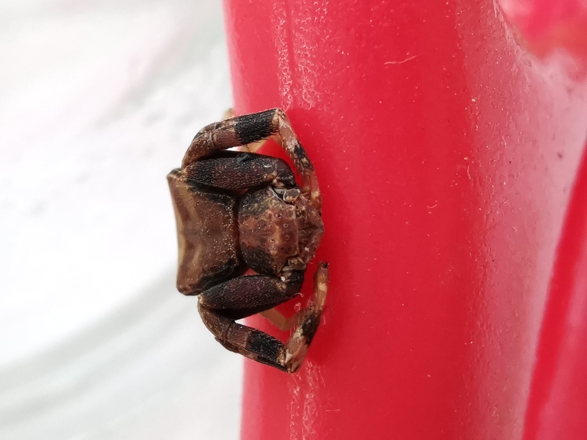 Pistius truncatus - csonka karolópók