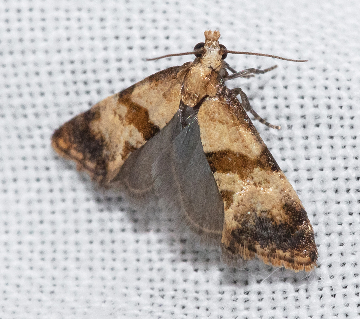 Phalonidia contractana - pipitér-fúrómoly