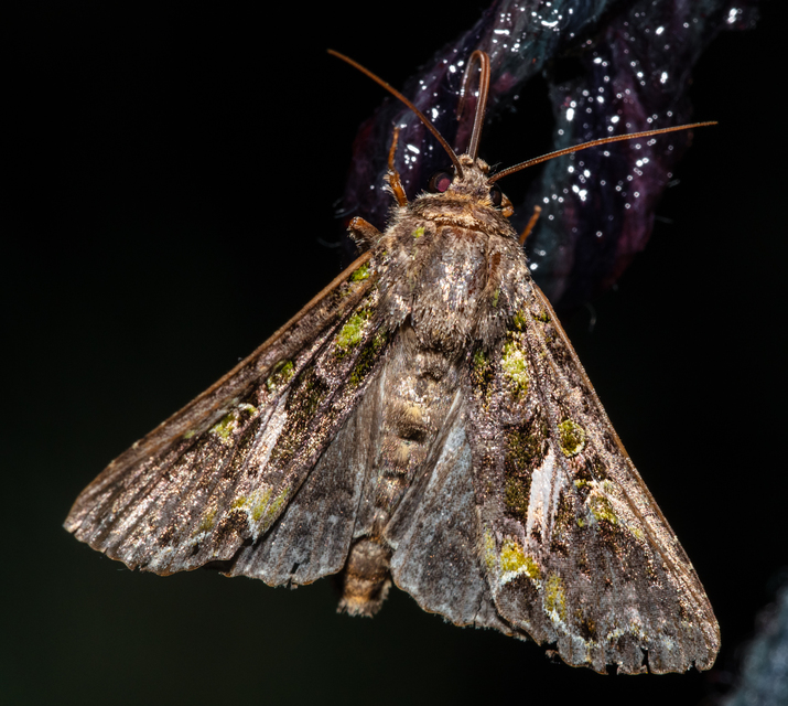 Trachea atriplicis - nyári zöldbagoly