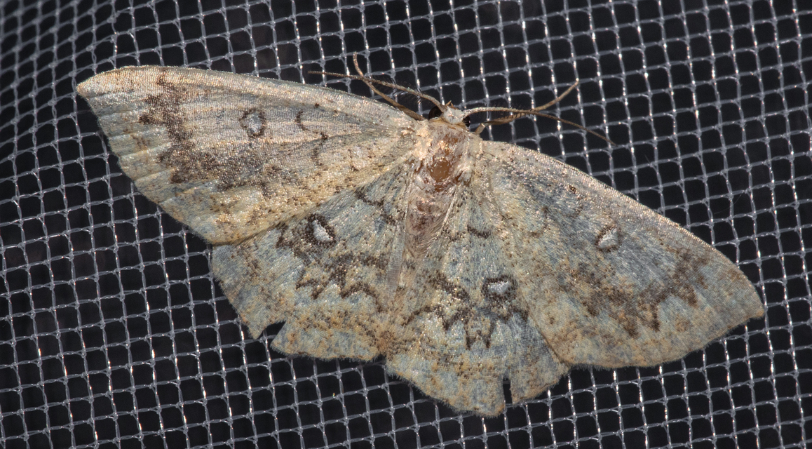 Cyclophora annularia - gyűrűs pettyesaraszoló