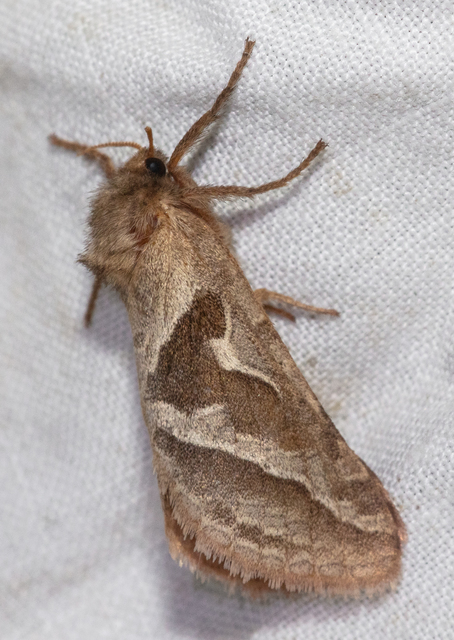 Triodia sylvina - kis gyökérrágólepke