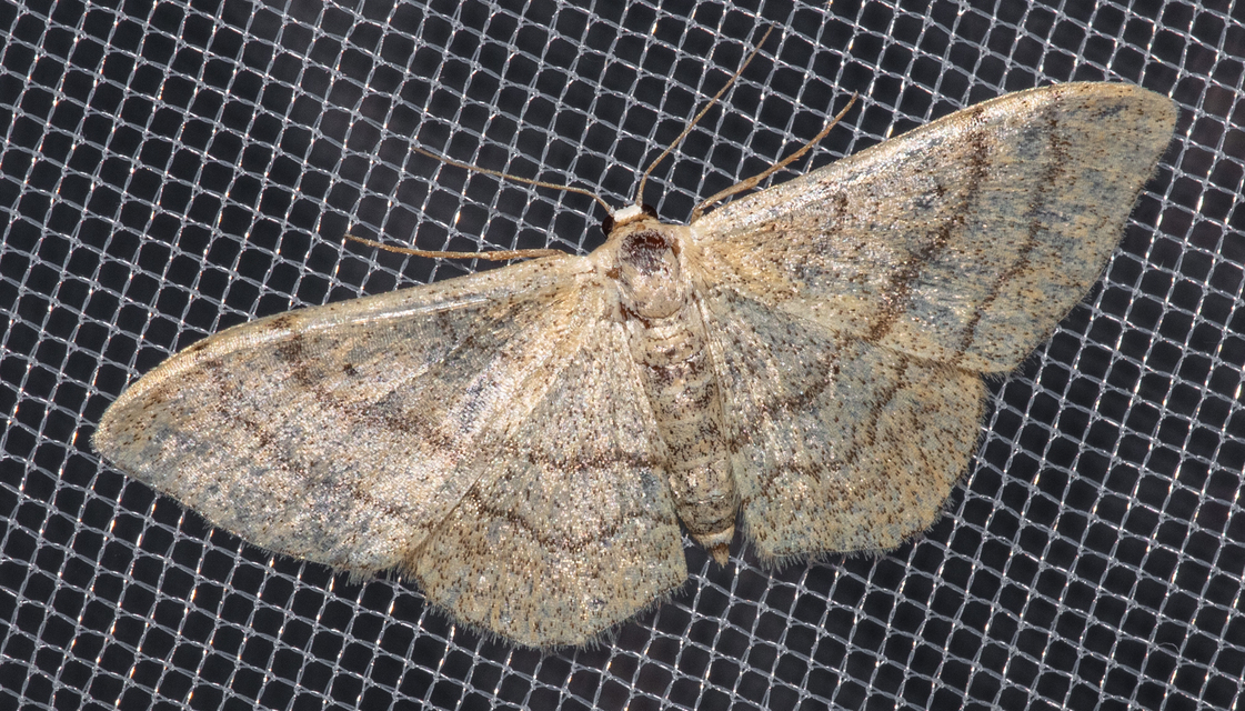 Idaea aversata - nagy sávosaraszoló