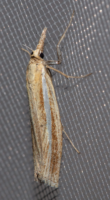 Agriphila