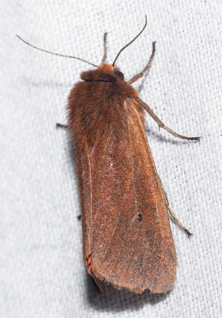 Phragmatobia fuliginosa - füstös medvelepke