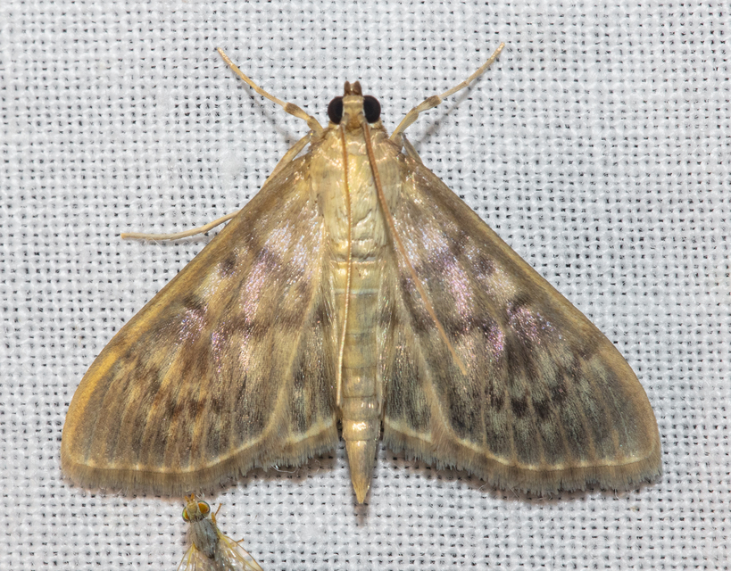 Patania ruralis - csalánevő tűzmoly