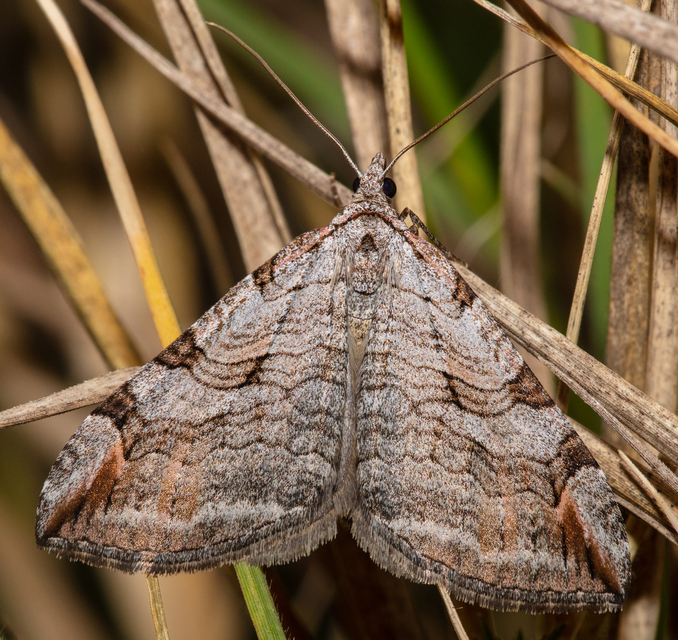 Aplocera plagiata - szürke csíkosaraszoló