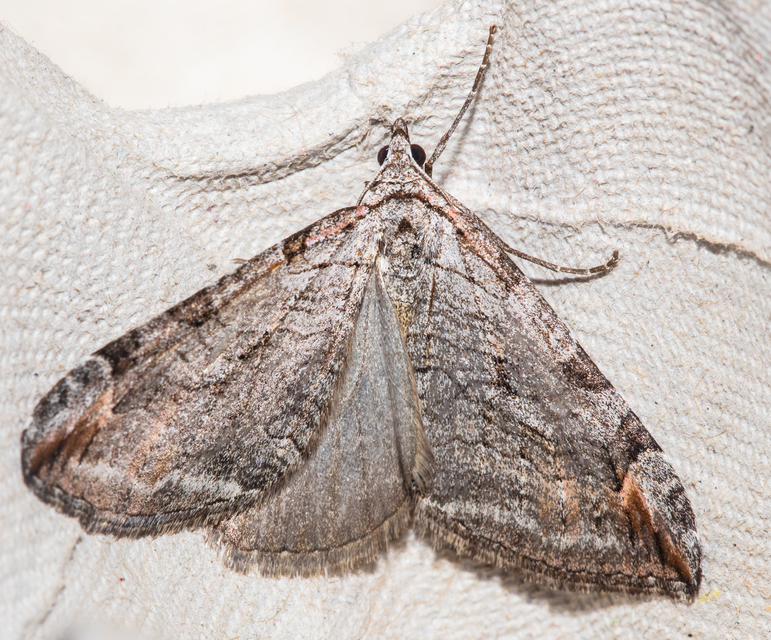 Aplocera plagiata - szürke csíkosaraszoló