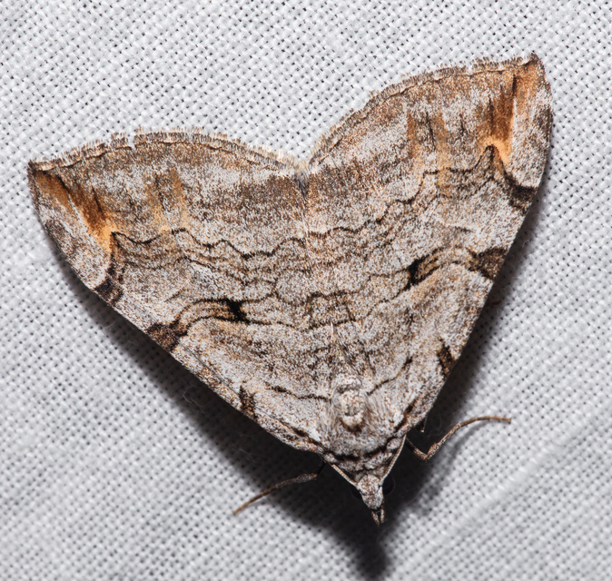 Aplocera plagiata - szürke csíkosaraszoló