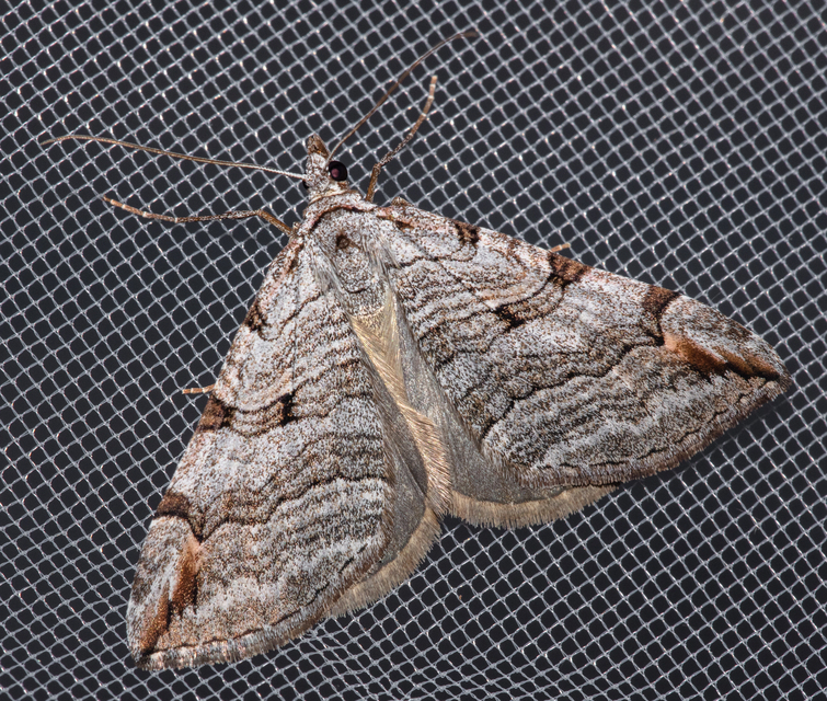 Aplocera plagiata - szürke csíkosaraszoló