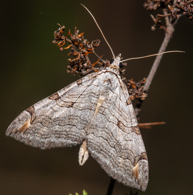 Aplocera plagiata - szürke csíkosaraszoló