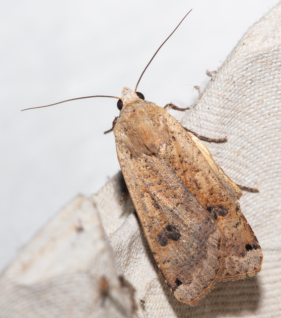 Noctua pronuba - nagy sárgafűbagoly