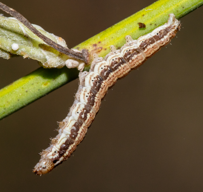 Schinia cognata - nyúlparéj-nappalibagoly