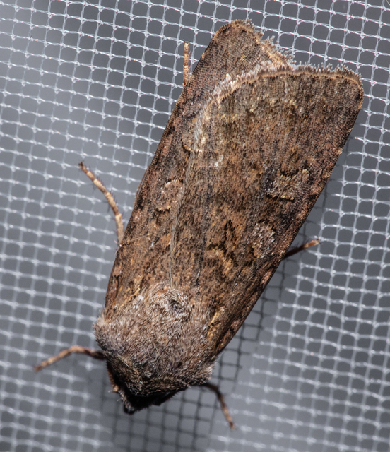 Euxoa tritici/nigrofusca/eruta