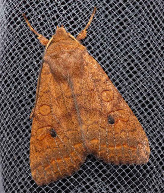 Sunira circellaris - okkersárga őszibagoly