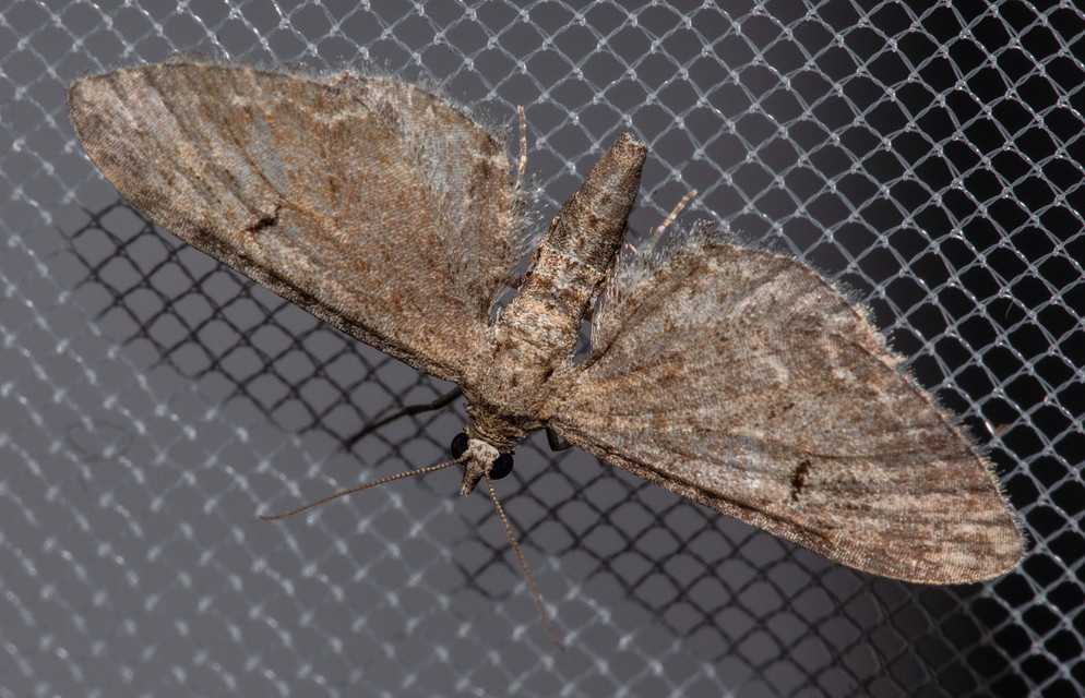 Eupithecia innotata - hegyesszárnyú törpearaszoló