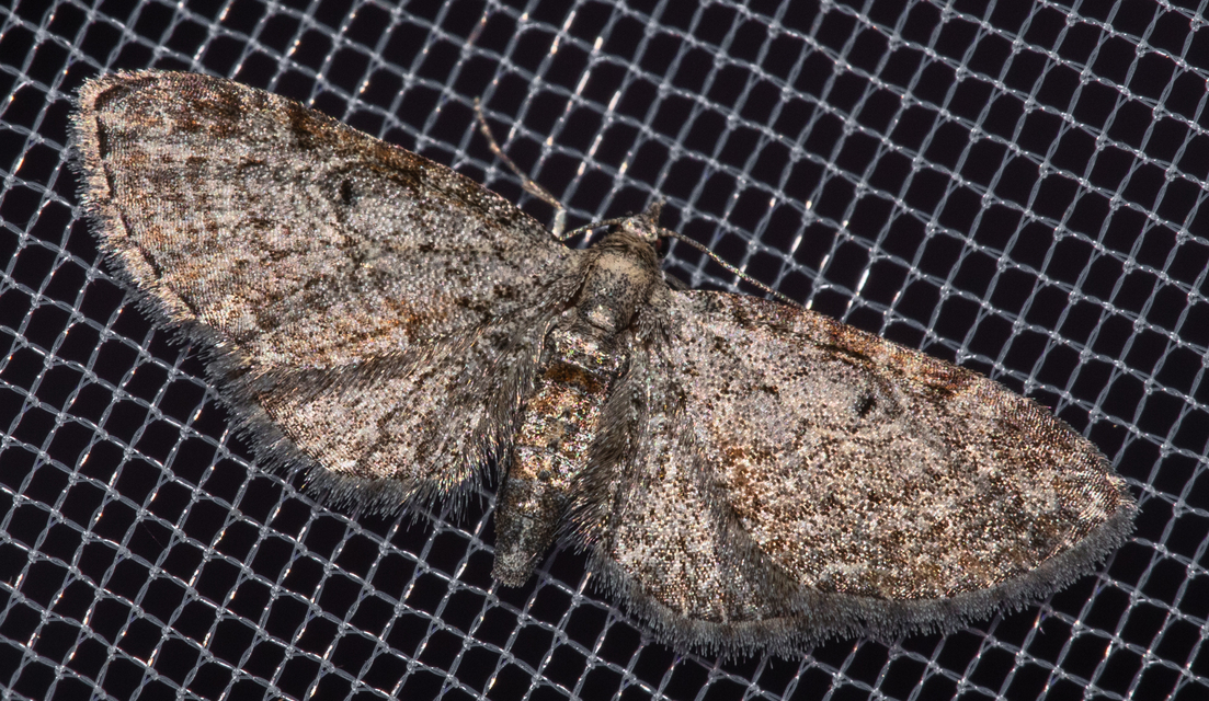 Eupithecia tenuiata - sötétszegélyű törpearaszoló