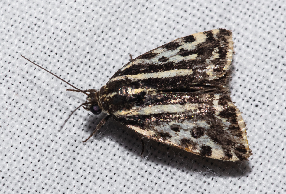 Emmelia trabealis - zebrabagoly