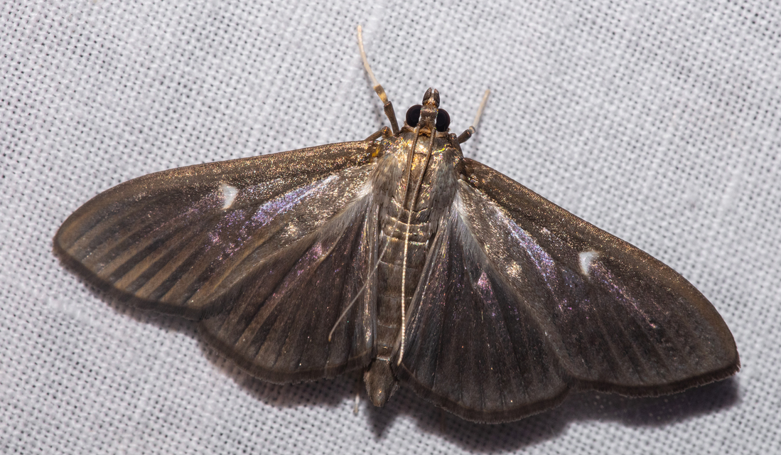Cydalima perspectalis - puszpáng-tűzmoly
