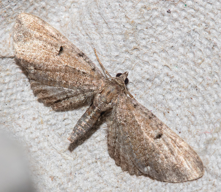 Eupithecia absinthiata - üröm-törpearaszoló