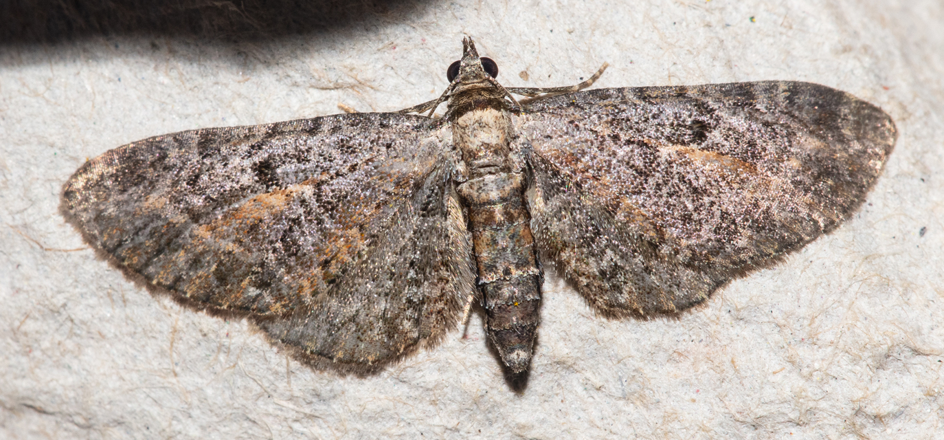 Eupithecia icterata - rozsdafoltos törpearaszoló