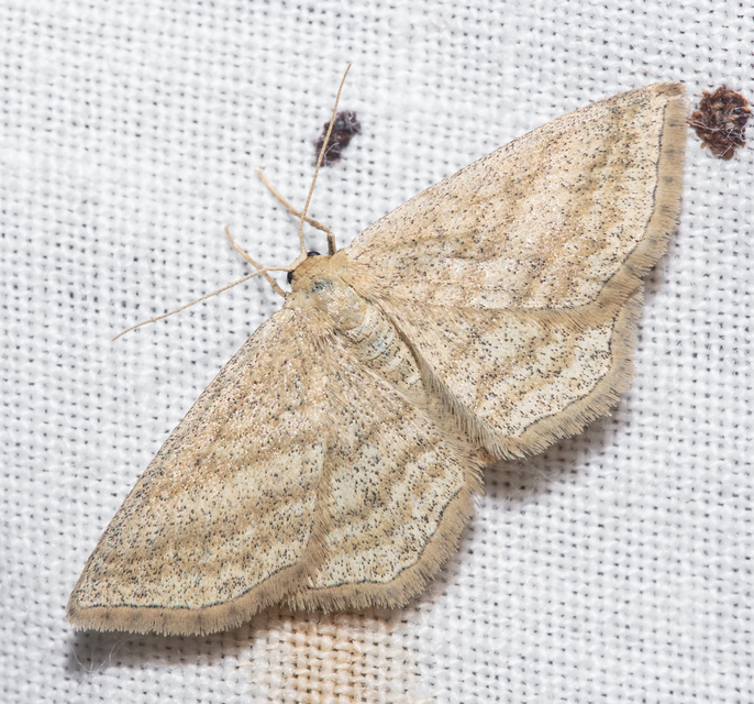 Scopula virgulata - vesszős sávosaraszoló