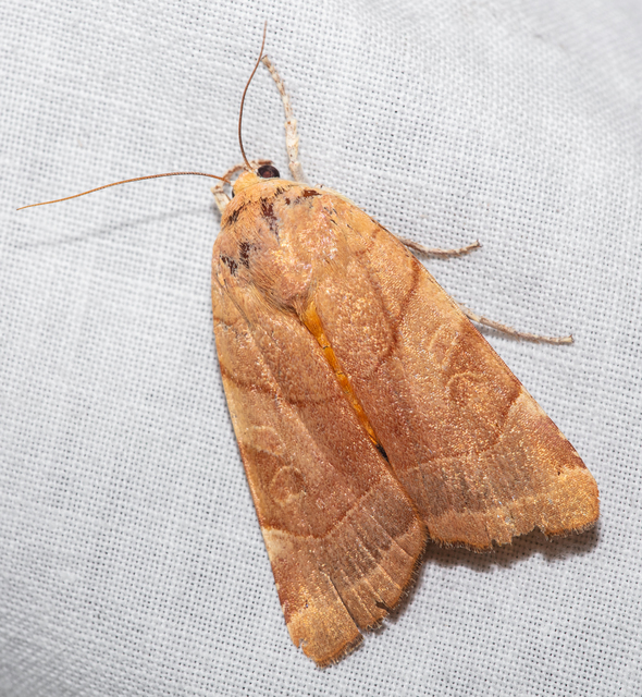 Noctua fimbriata - szélessávú sárgafűbagoly