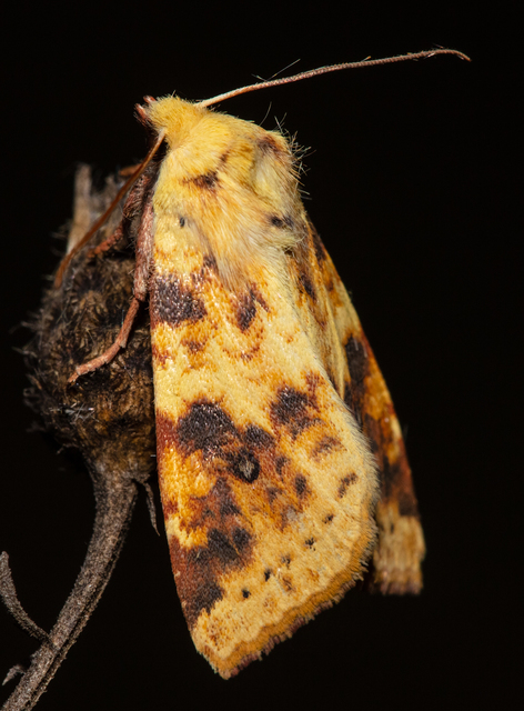 Cirrhia icteritia - nyárfa-sárgabagoly