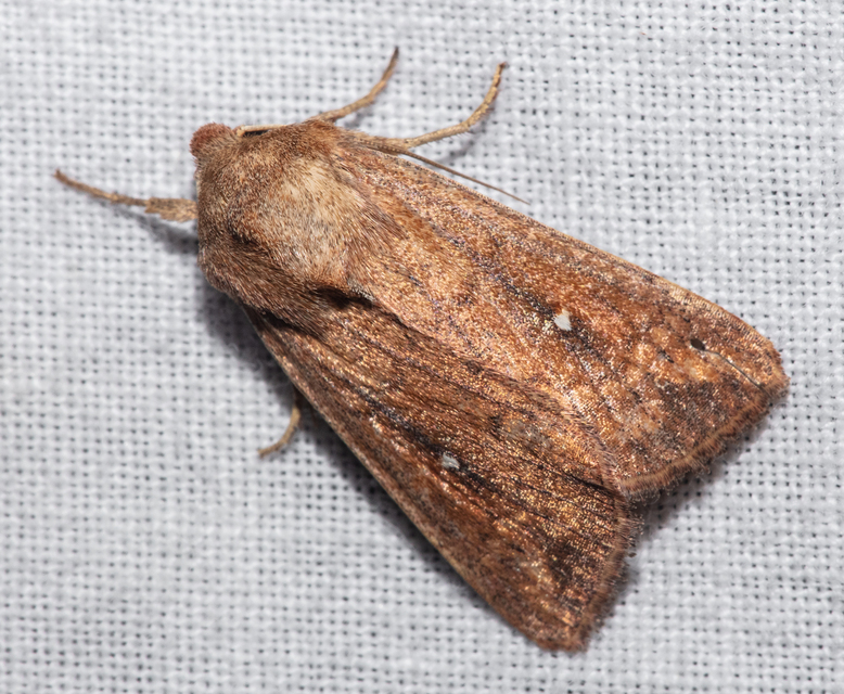 Mythimna albipuncta - fehérpettyes rétibagoly