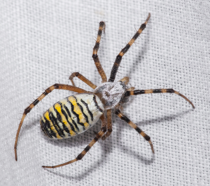 Argiope bruennichi - darázspók