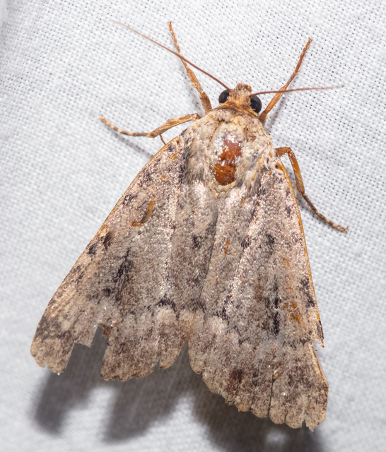 Amphipyra berbera/pyramidea