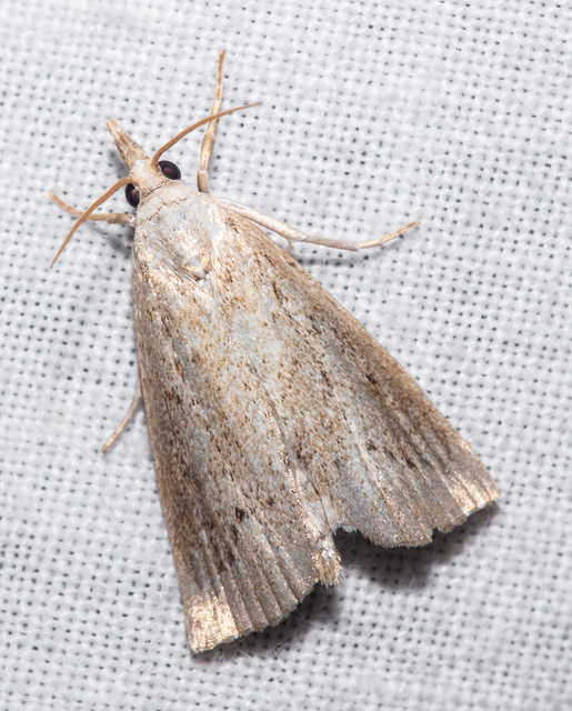 Calamotropha paludella - barna nádlevélmoly
