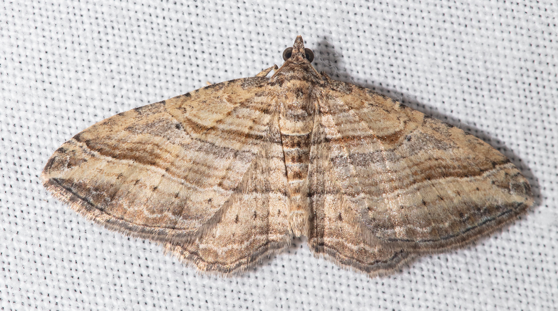 Costaconvexa polygrammata - soksávú araszoló