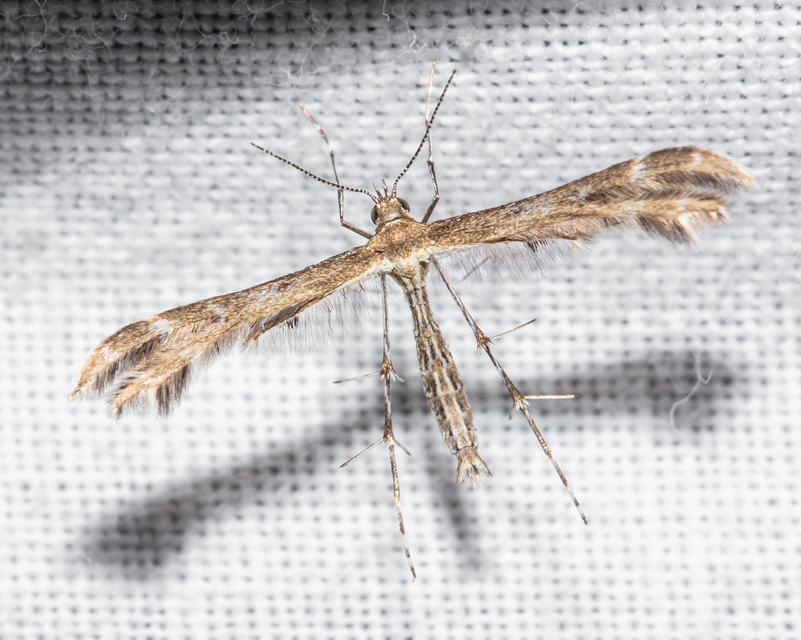 Pterophoridae - tollasmolyfélék