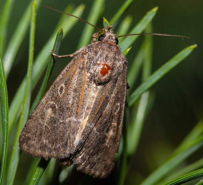 Thalpophila matura - fakó erdeibagoly